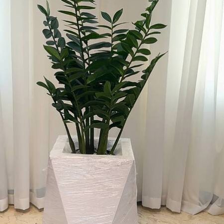 زامیفولیا مصنوعی