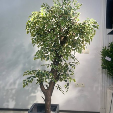 درخت بنجامین مصنوعی