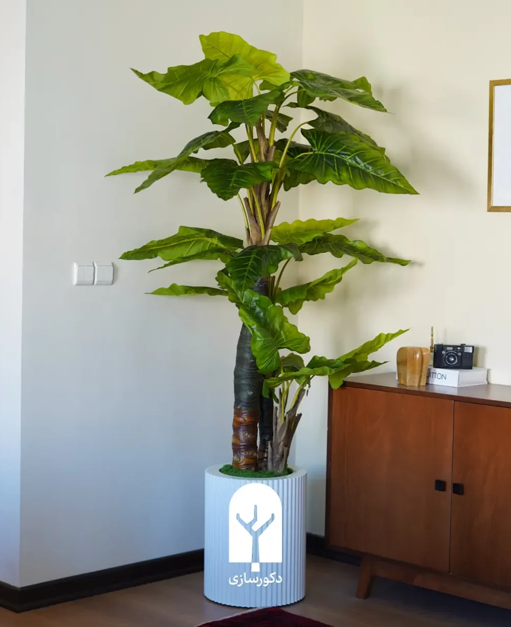 190cm colocasia tree with 40cm white sleeve pot horizontal image