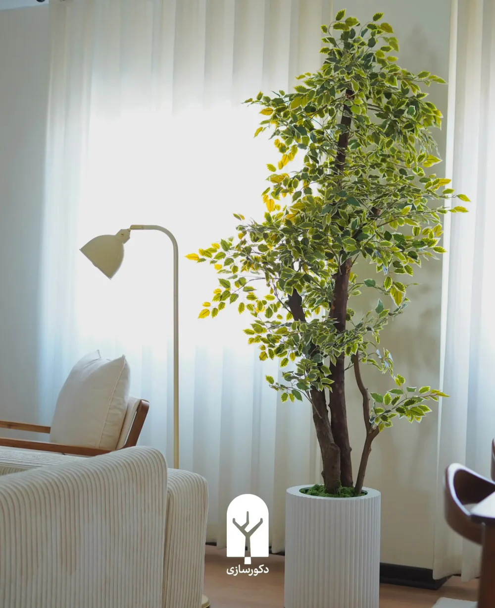 ficus benjamina pied in white sleeve pot