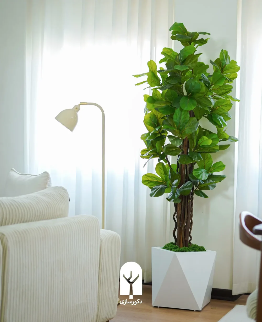 ficus lyrata 180cm in 40cm white octagon planter